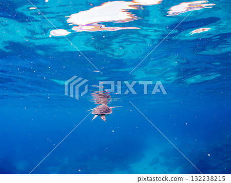 一隻綠海龜浮出水面呼吸。美麗的珊瑚礁和成群的熱帶魚。島尻郡慶良間諸島座間味島和阿室島 一隻綠海龜浮出水面呼吸。美麗的珊瑚礁和成群的熱帶魚。島尻郡慶良間諸島座間味島和阿室島 132238215
