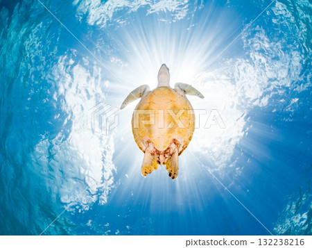 一隻綠海龜浮出水面呼吸。美麗的珊瑚礁和成群的熱帶魚。島尻郡慶良間諸島座間味島和阿室島 一隻綠海龜浮出水面呼吸。美麗的珊瑚礁和成群的熱帶魚。島尻郡慶良間諸島座間味島和阿室島 132238216
