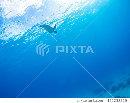 一隻綠海龜浮出水面呼吸。美麗的珊瑚礁和成群的熱帶魚。島尻郡慶良間諸島座間味島和阿室島 132238219