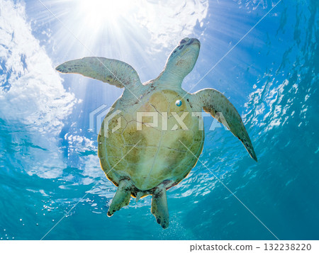 一隻綠海龜浮出水面呼吸。美麗的珊瑚礁和成群的熱帶魚。島尻郡慶良間諸島座間味島和阿室島 132238220