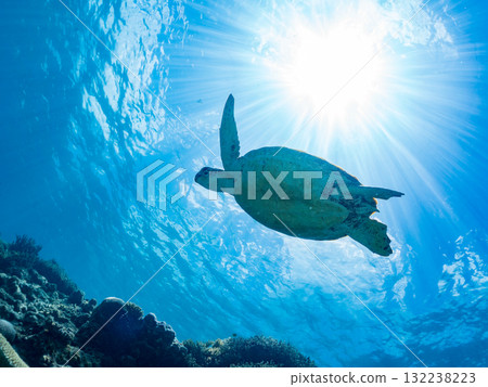 一隻綠海龜浮出水面呼吸。美麗的珊瑚礁和成群的熱帶魚。島尻郡慶良間諸島座間味島和阿室島 一隻綠海龜浮出水面呼吸。美麗的珊瑚礁和成群的熱帶魚。島尻郡慶良間諸島座間味島和阿室島 132238223