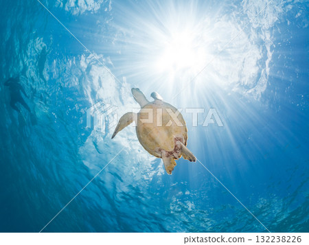 一隻綠海龜浮出水面呼吸。美麗的珊瑚礁和成群的熱帶魚。島尻郡慶良間諸島座間味島和阿室島 132238226