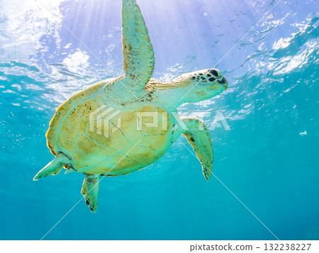 一隻綠海龜浮出水面呼吸。美麗的珊瑚礁和成群的熱帶魚。島尻郡慶良間諸島座間味島和阿室島 一隻綠海龜浮出水面呼吸。美麗的珊瑚礁和成群的熱帶魚。島尻郡慶良間諸島座間味島和阿室島 132238227