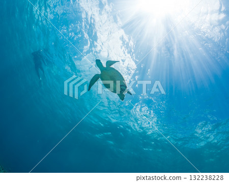 一隻綠海龜浮出水面呼吸。美麗的珊瑚礁和成群的熱帶魚。島尻郡慶良間諸島座間味島和阿室島 132238228