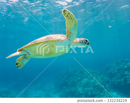 A green sea turtle surfaces to take a breath. Beautiful coral reefs and schools of tropical fish. Zamami Island and Amuro Island, Kerama Islands, Shimajiri District 132238229
