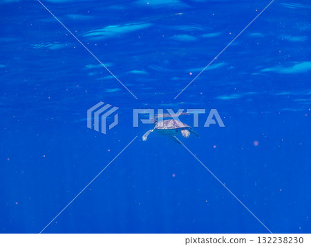 一隻綠海龜浮出水面呼吸。美麗的珊瑚礁和成群的熱帶魚。島尻郡慶良間諸島座間味島和阿室島 132238230