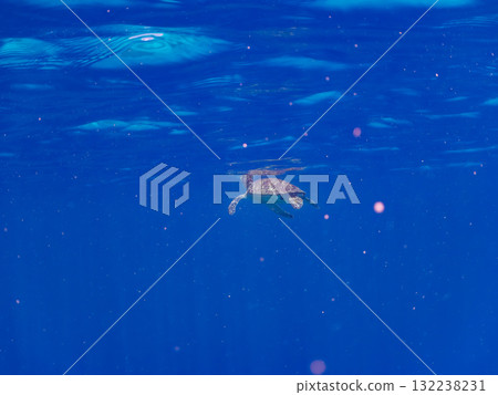一隻綠海龜浮出水面呼吸。美麗的珊瑚礁和成群的熱帶魚。島尻郡慶良間諸島座間味島和阿室島 一隻綠海龜浮出水面呼吸。美麗的珊瑚礁和成群的熱帶魚。島尻郡慶良間諸島座間味島和阿室島 132238231