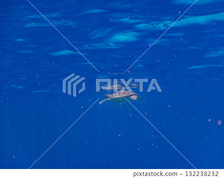 一隻綠海龜浮出水面呼吸。美麗的珊瑚礁和成群的熱帶魚。島尻郡慶良間諸島座間味島和阿室島 一隻綠海龜浮出水面呼吸。美麗的珊瑚礁和成群的熱帶魚。島尻郡慶良間諸島座間味島和阿室島 132238232