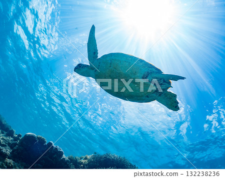 一隻綠海龜浮出水面呼吸。美麗的珊瑚礁和成群的熱帶魚。島尻郡慶良間諸島座間味島和阿室島 132238236