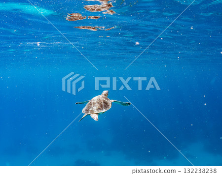 一隻綠海龜浮出水面呼吸。美麗的珊瑚礁和成群的熱帶魚。島尻郡慶良間諸島座間味島和阿室島 一隻綠海龜浮出水面呼吸。美麗的珊瑚礁和成群的熱帶魚。島尻郡慶良間諸島座間味島和阿室島 132238238