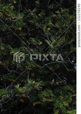 長野縣上田市北向觀音寺境內 132238240