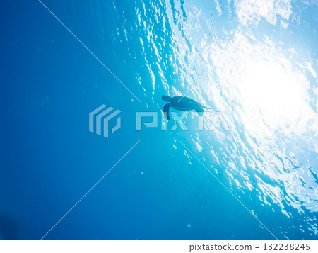 A green sea turtle surfaces to take a breath. Beautiful coral reefs and schools of tropical fish. Zamami Island and Amuro Island, Kerama Islands, Shimajiri District 132238245