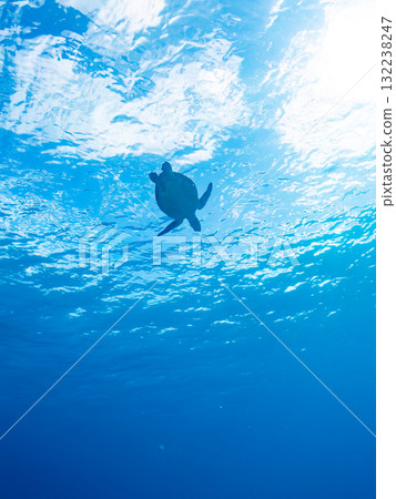 一隻綠海龜浮出水面呼吸。美麗的珊瑚礁和成群的熱帶魚。島尻郡慶良間諸島座間味島和阿室島 一隻綠海龜浮出水面呼吸。美麗的珊瑚礁和成群的熱帶魚。島尻郡慶良間諸島座間味島和阿室島 132238247