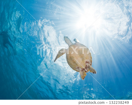一隻綠海龜浮出水面呼吸。美麗的珊瑚礁和成群的熱帶魚。島尻郡慶良間諸島座間味島和阿室島 132238249