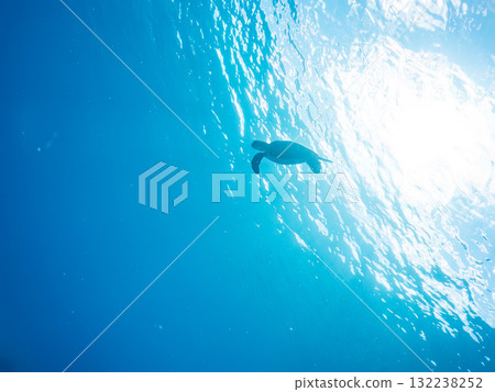 一隻綠海龜浮出水面呼吸。美麗的珊瑚礁和成群的熱帶魚。島尻郡慶良間諸島座間味島和阿室島 一隻綠海龜浮出水面呼吸。美麗的珊瑚礁和成群的熱帶魚。島尻郡慶良間諸島座間味島和阿室島 132238252