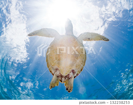 A green sea turtle surfaces to take a breath. Beautiful coral reefs and schools of tropical fish. Zamami Island and Amuro Island, Kerama Islands, Shimajiri District A green sea turtle surfaces to take a breath. Beautiful coral reefs and schools of tropical fish. Zamami Island and Amuro Island, Kerama Islands, Shimajiri District 132238253