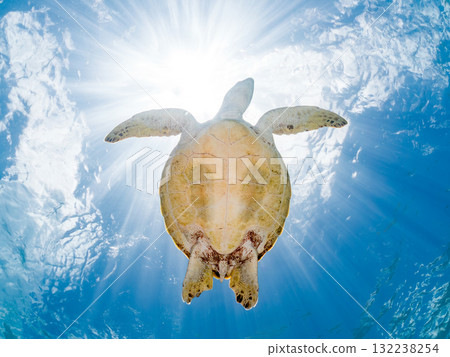 一隻綠海龜浮出水面呼吸。美麗的珊瑚礁和成群的熱帶魚。島尻郡慶良間諸島座間味島和阿室島 一隻綠海龜浮出水面呼吸。美麗的珊瑚礁和成群的熱帶魚。島尻郡慶良間諸島座間味島和阿室島 132238254