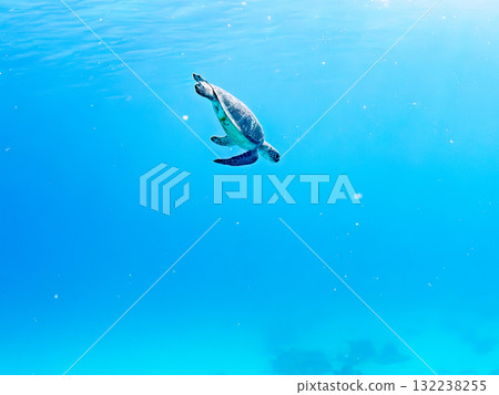 一隻綠海龜浮出水面呼吸。美麗的珊瑚礁和成群的熱帶魚。島尻郡慶良間諸島座間味島和阿室島 132238255