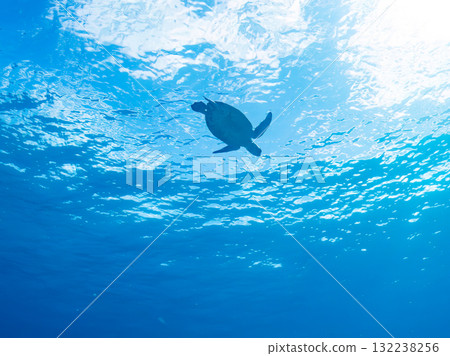 一隻綠海龜浮出水面呼吸。美麗的珊瑚礁和成群的熱帶魚。島尻郡慶良間諸島座間味島和阿室島 132238256