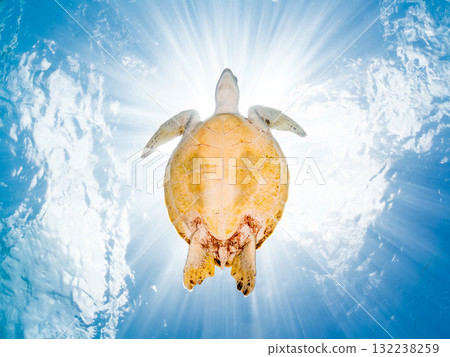 一隻綠海龜浮出水面呼吸。美麗的珊瑚礁和成群的熱帶魚。島尻郡慶良間諸島座間味島和阿室島 132238259