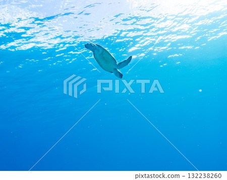 A green sea turtle surfaces to take a breath. Beautiful coral reefs and schools of tropical fish. Zamami Island and Amuro Island, Kerama Islands, Shimajiri District 132238260