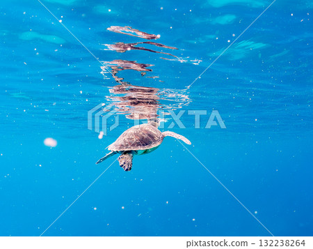 一隻綠海龜浮出水面呼吸。美麗的珊瑚礁和成群的熱帶魚。島尻郡慶良間諸島座間味島和阿室島 一隻綠海龜浮出水面呼吸。美麗的珊瑚礁和成群的熱帶魚。島尻郡慶良間諸島座間味島和阿室島 132238264