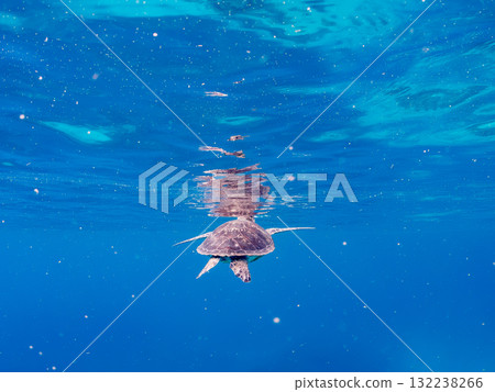 一隻綠海龜浮出水面呼吸。美麗的珊瑚礁和成群的熱帶魚。島尻郡慶良間諸島座間味島和阿室島 一隻綠海龜浮出水面呼吸。美麗的珊瑚礁和成群的熱帶魚。島尻郡慶良間諸島座間味島和阿室島 132238266