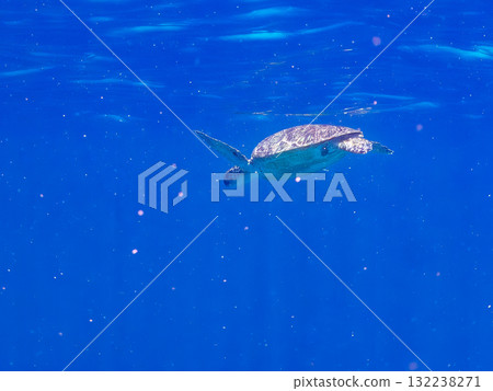 一隻綠海龜浮出水面呼吸。美麗的珊瑚礁和成群的熱帶魚。島尻郡慶良間諸島座間味島和阿室島 132238271