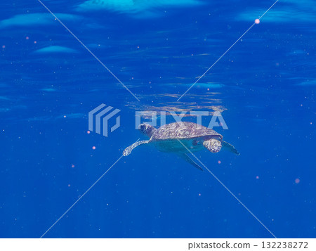 A green sea turtle surfaces to take a breath. Beautiful coral reefs and schools of tropical fish. Zamami Island and Amuro Island, Kerama Islands, Shimajiri District 132238272