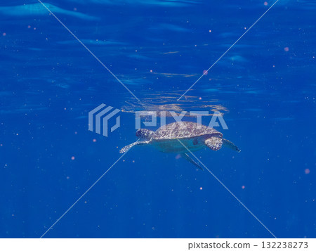 A green sea turtle surfaces to take a breath. Beautiful coral reefs and schools of tropical fish. Zamami Island and Amuro Island, Kerama Islands, Shimajiri District A green sea turtle surfaces to take a breath. Beautiful coral reefs and schools of tropical fish. Zamami Island and Amuro Island, Kerama Islands, Shimajiri District 132238273