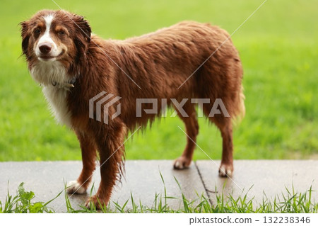 Brown and white dog is standing in a grassy area Brown and white dog is standing in a grassy area 132238346