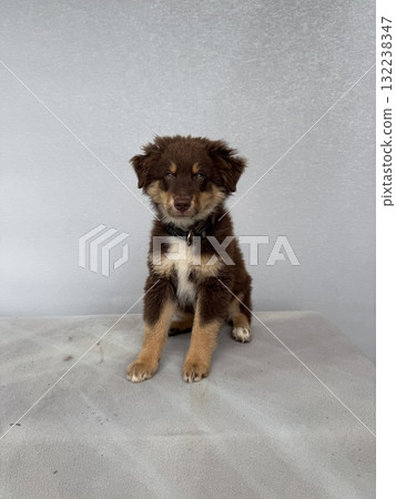 A Cute Puppy Yawning While Having a Fun and Playful Moment That is Full of Joy and Happiness A Cute Puppy Yawning While Having a Fun and Playful Moment That is Full of Joy and Happiness 132238347