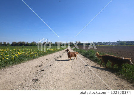 Two dogs are walking down a dirt road in a field 132238374