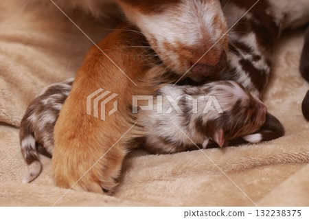 A mother dog is laying on a blanket with her puppies 132238375