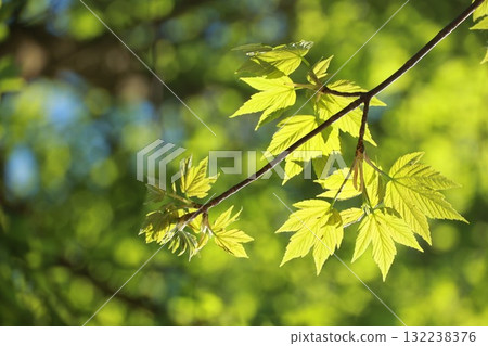 A leafy tree branch is shown in a bright, sunny day A leafy tree branch is shown in a bright, sunny day 132238376