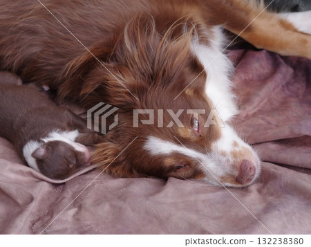 Brown and white dog is laying on a bed next to a baby dog 132238380