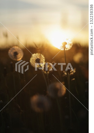 Field of dandelions with the sun shining on them Field of dandelions with the sun shining on them 132238386