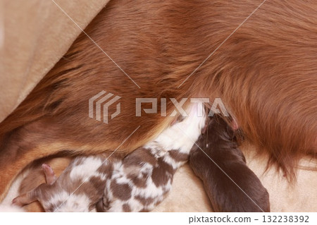 A mother dog is nursing her puppies A mother dog is nursing her puppies 132238392