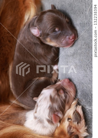 Three puppies are sleeping on a bed 132238394
