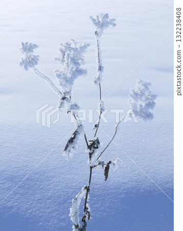 Small branch covered in frost and snow Small branch covered in frost and snow 132238408