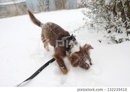 Dog is playing in the snow and digging a hole 132238418