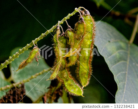 The flat fruit of kudzu, a perennial climbing plant of the legume family The flat fruit of kudzu, a perennial climbing plant of the legume family 132238421