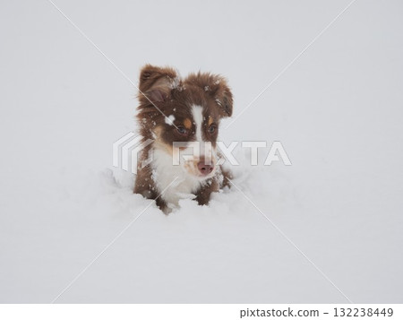 Brown and white dog is in the snow 132238449