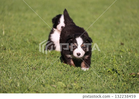 Two puppies are running on a grassy field 132238459