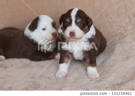 Two puppies are laying on a couch, one of which is looking at the camera 132238462