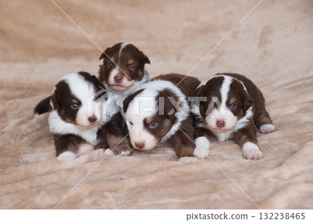 Four puppies are laying on a blanket, with their eyes closed 132238465