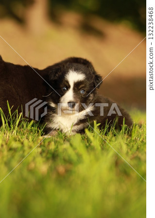 A puppy is laying in the grass 132238468