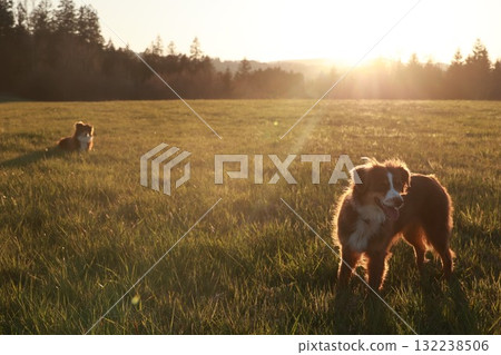 Two dogs are standing in a field of grass Two dogs are standing in a field of grass 132238506