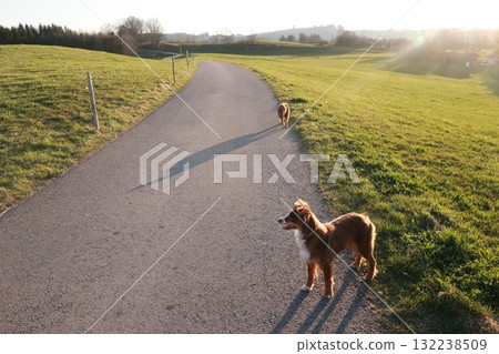 Two dogs are walking down a road in a grassy field Two dogs are walking down a road in a grassy field 132238509