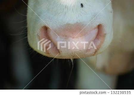 A close up of a cow's nose with a white patch on it 132238535